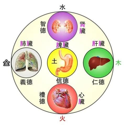 肝屬木|臟腑